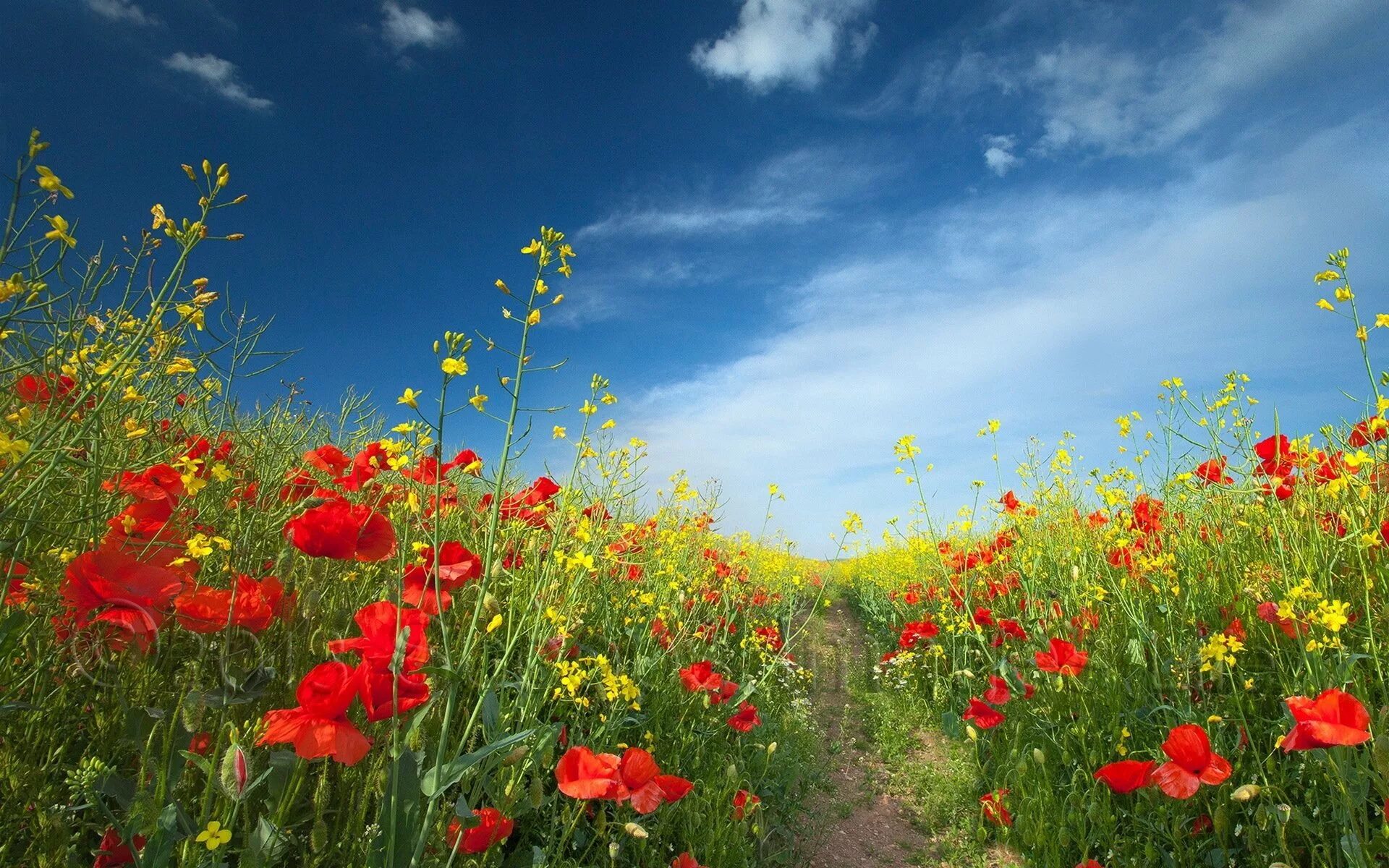 Лето красное прекрасное. Пейзаж цветы. Пейзажи с цветами. Цветочное поле. Июнь природа.