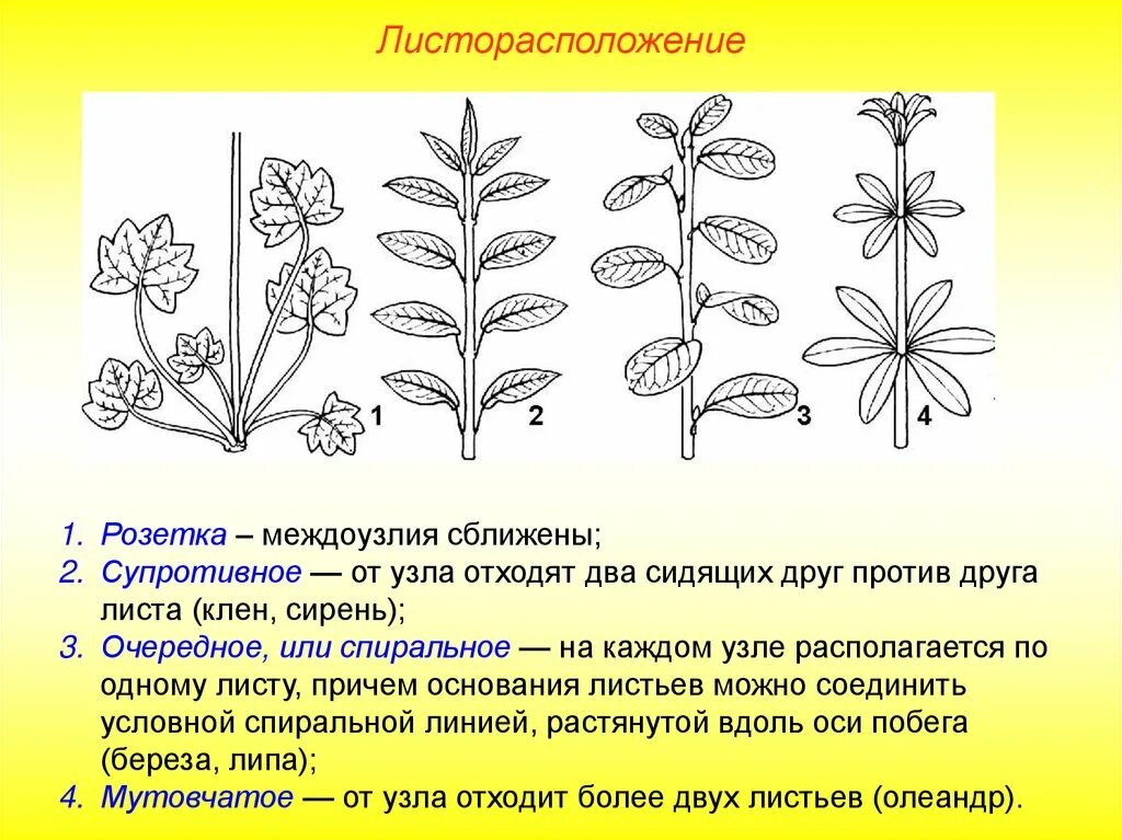 Какой тип листорасположения характерен для. Розеточное листорасположение. типы листорасположения листьев. листорасположение супротивное розеточное очерёдное. типы листорасположения стеблей.