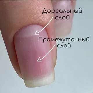 Что такое ногтевой ложи