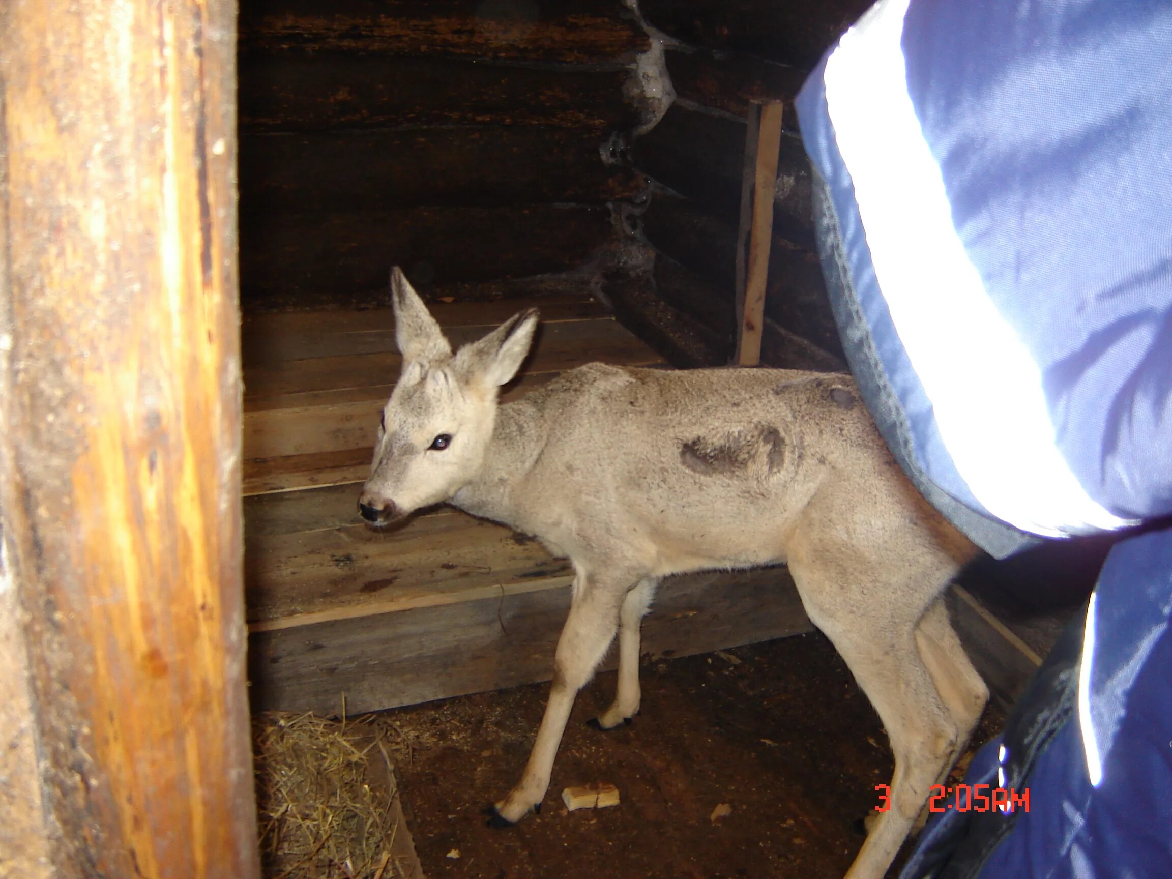 Помет косули фото. Помет косули. Косуля в Томской области.