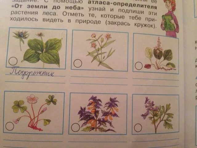 Атлас определить 1 класс. Атлас-определитель от земли до неба 2 растения. атлас определитель растения леса. атлас определитель от земли до неба 4 класс растения леса. атлас-определитель окружающий мир 4 класс растения.