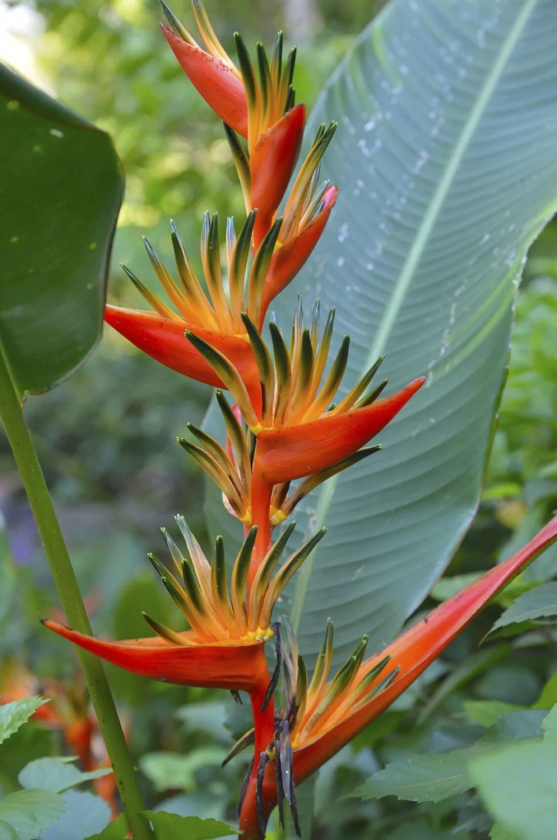 Tropical plant. Стрелиция Геликония. Цветок Стрелиция Райская птица. Стрелиция – Райская птичка.. Стрелиция Королевская Райская птица.