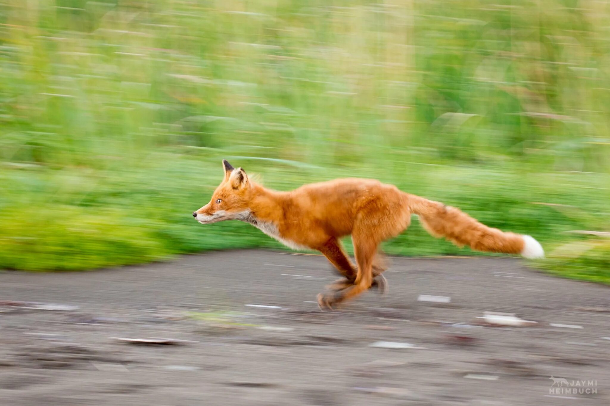 Лиса гонится за косулей скорость. Лиса бежит. Лиса убегает. Лиса в прыжке. Лисенок бежит.