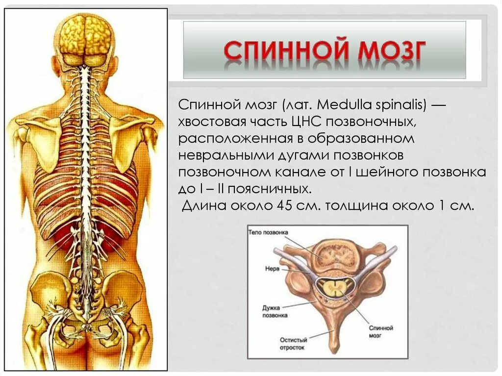 Нервная система образована головным спинным мозгом. Нервная система спинного мозга человека анатомия. нервная система. спинной мозг. строение. функция.. строение и функции позвоночника и спинного мозга.. строение нервной системы мпины.