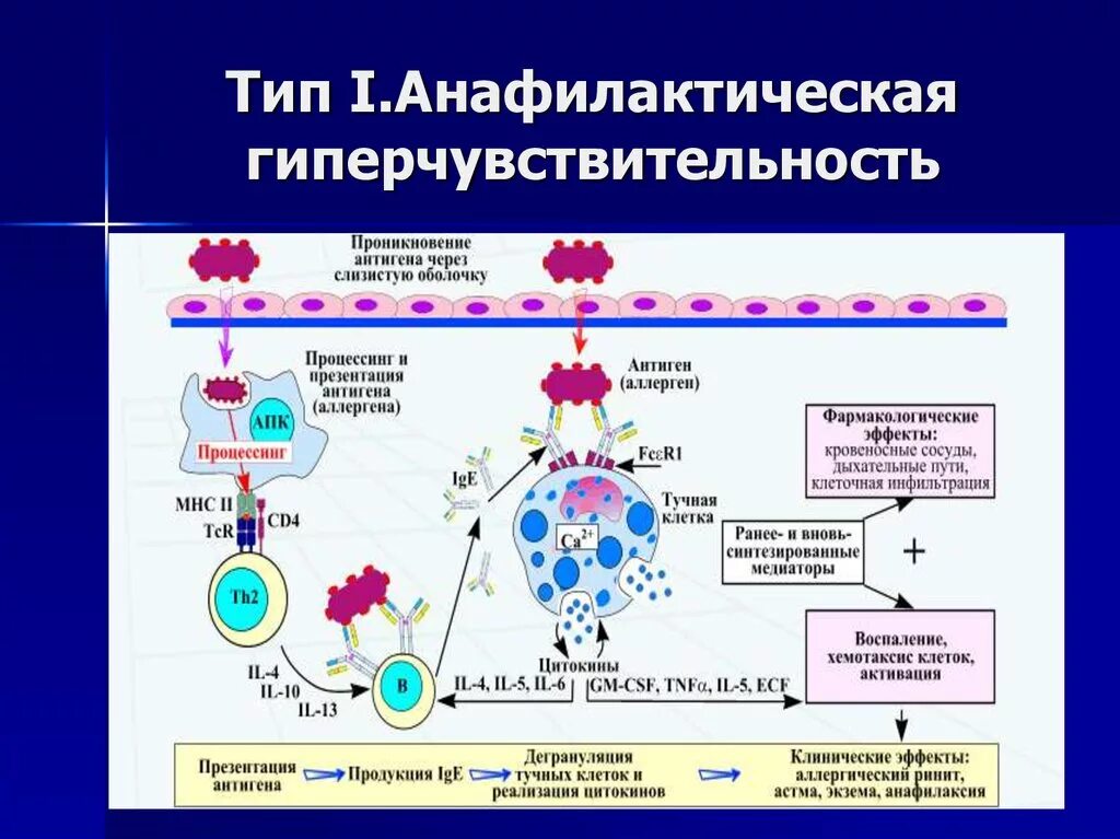 Анафилактический Тип аллергических реакций схема. Медиаторы гиперчувствительности 1 типа. Тип 1 анафилактическая гиперчувствительность. Механизмы гиперчувствительности 1 типа медиаторы.