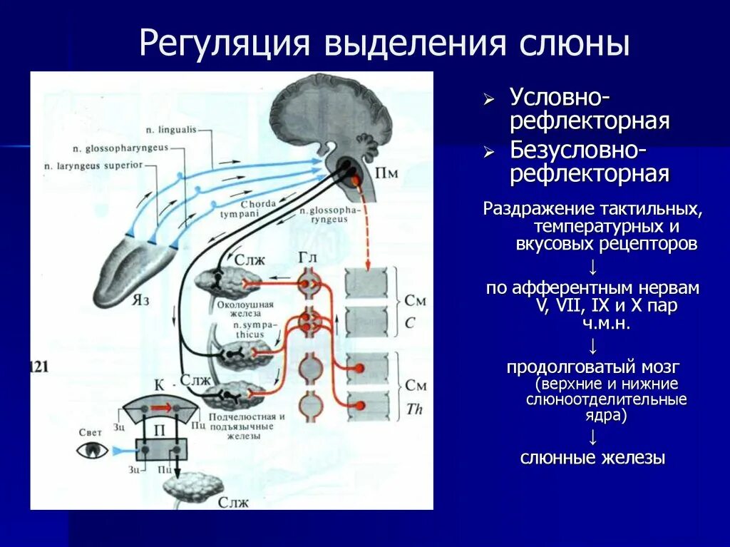 Схема рефлекторной дуги регуляции слюноотделения. Слюноотделительная рефлекторная дуга. Схема регуляции секреции слюны. Рефлекс слюноотделения рефлекторная дуга. Рефлекторное течение