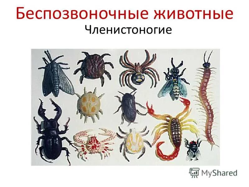 Класса беспозвоночных членистоногих животных. Класса беспозвоночных членистоногих животных. Членистоногие класс насекомые. Класса беспозвоночных членистоногих животных. Беспозвоночные членистоногие.