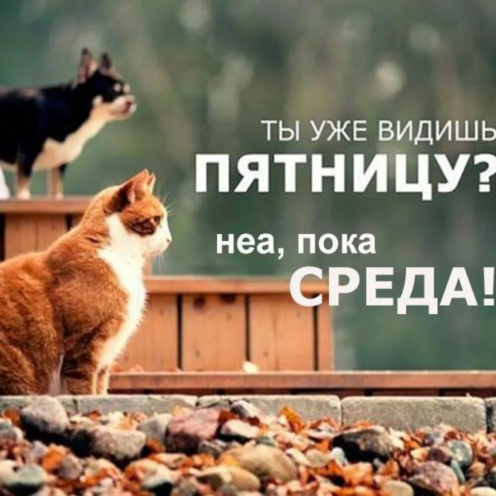 Утро работа среда. Четверг приколы с животными. среда мотиватор. пятница позитив картинки. пятница котики.