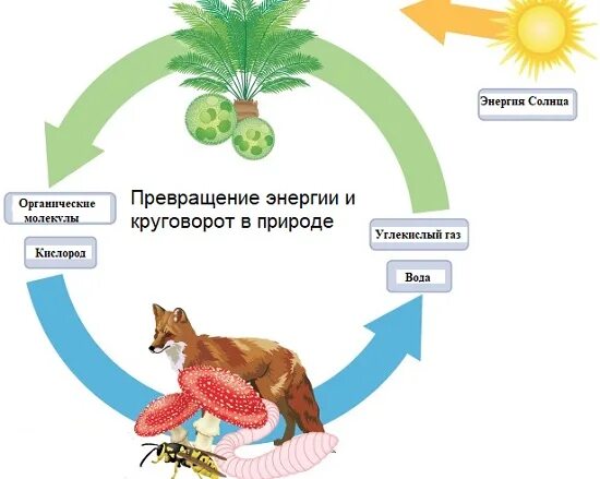 Превращение неживого в живое. Схема биологического круговорота веществ и превращения энергии. Схема биологического круговорота веществ. Круговорот веществ и энергии биология 5 класс. Круговорот веществ и энергии в природе схема.