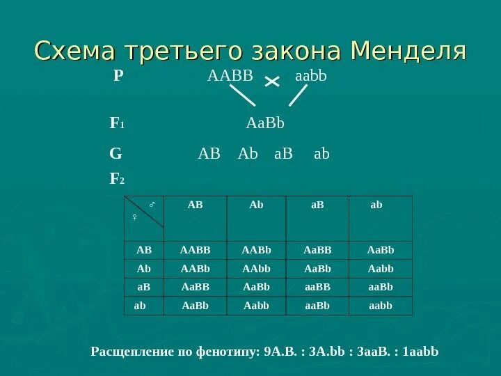 Закон независимого наследования расщепление по генотипу. 3 Закон Менделя как читается. 1 Закон Менделя расщепление по генотипу. 3 Закон Менделя расщепление по генотипу. Aabb aabb полное доминирование