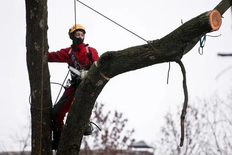 Tree job