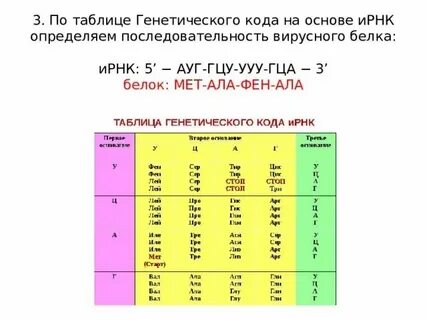 Триплет днк гцу