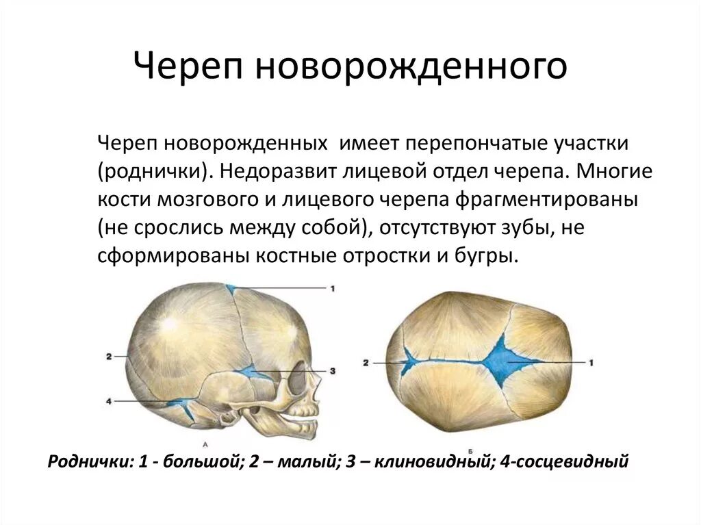 Роднички новорожденного анатомия черепа. Строение черепа новорожденного швы. Череп новорожденного кости черепа. Соединения костей черепа новорожденного. Форма родничков