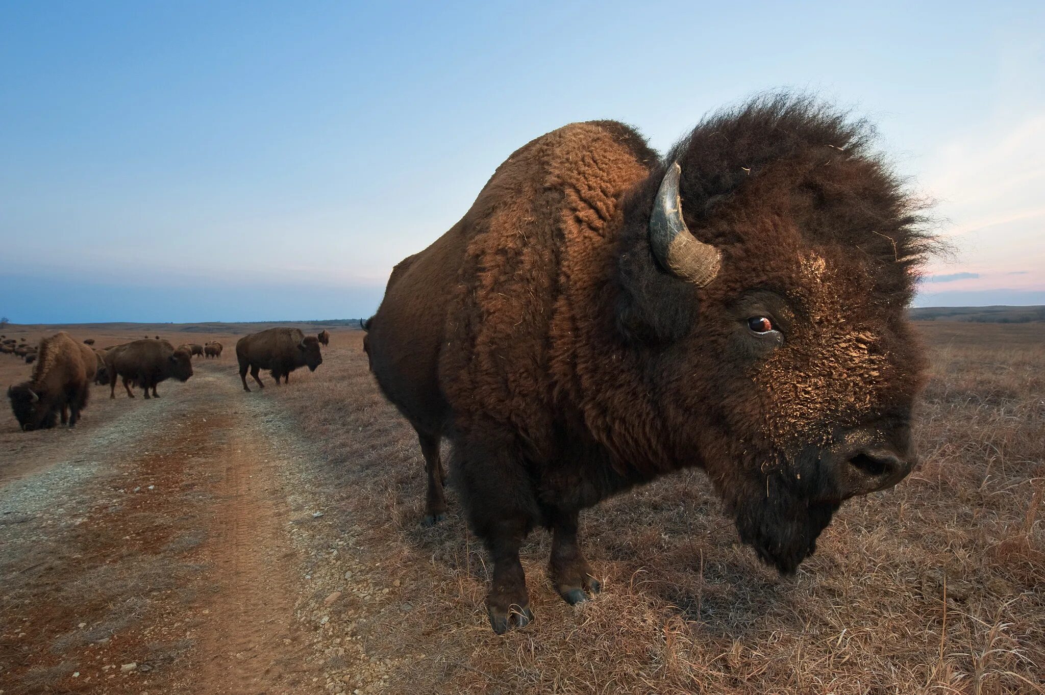 Бизон 60. Североамериканский Бизон. Дикий американский Бизон. Бизон National Geographic. Гомеш буйвол.