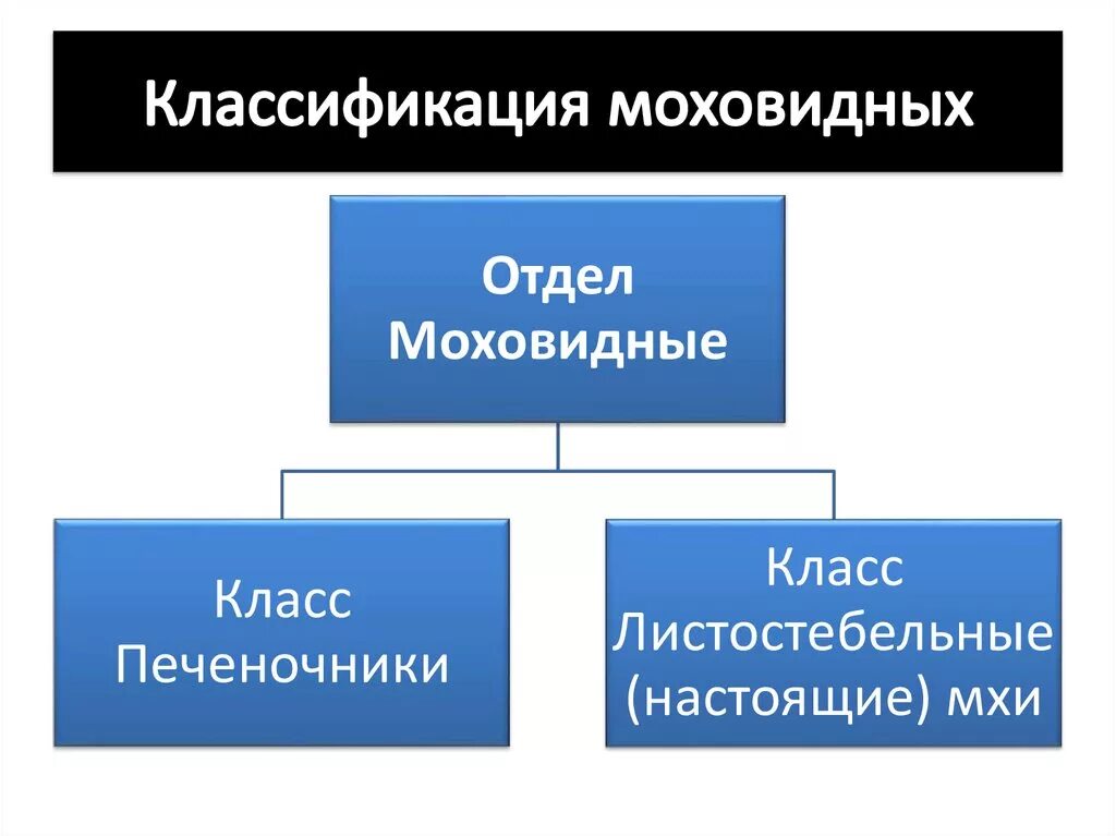 Систематика моховидных. Систематика моховидных схематическая. Мхипеченочные и лстостеб. Классификация мхов мхи. Классификация мхов.