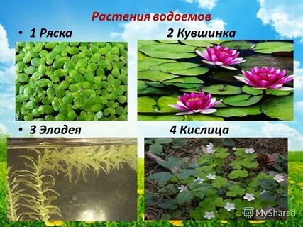 Какие растения водоемов