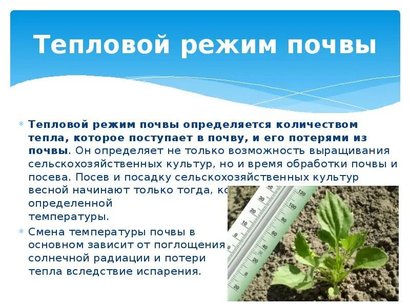 Что нужно растениям для жизни. Условия необходимые для жизни растений. Чтонеобхлдимо растениям для жизни. Теплом воздух и почву. Теплообмен в природе.