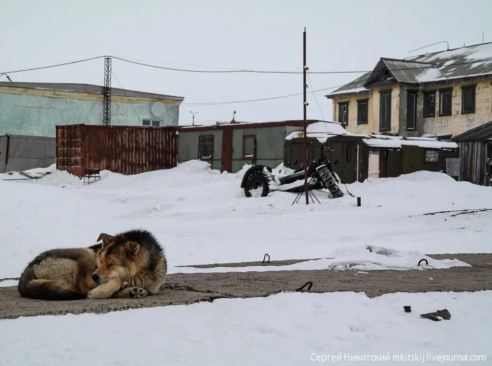 Рп5 диксон. Пгт Диксон. Диксон посёлок городского типа. Пос Диксон Красноярского края. Остров Диксон собаки.