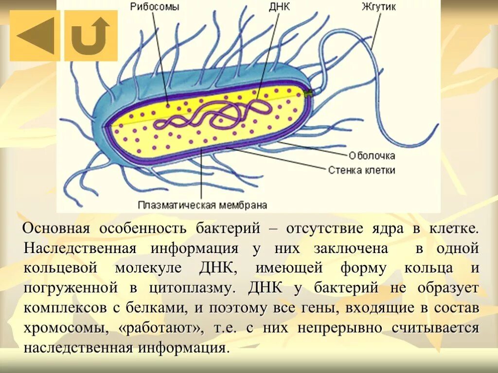 Бактерии содержит ядро. Строение бактерии Кольцевая ДНК. Генетический материал в бактериальной клетке содержится:. Наследственная информация в клетках бактерий содержится в. Наследственная информация в бактериальной клетке.