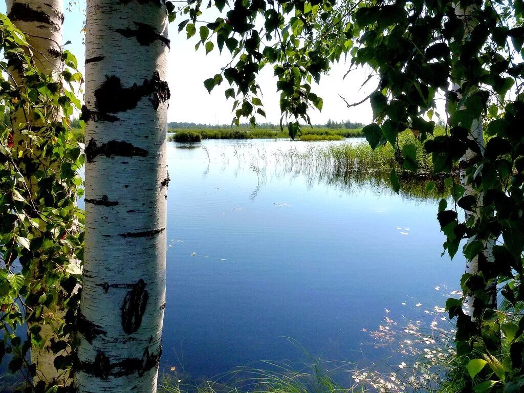 Выйду на озеро в синюю. Озеро Березовое Чапаевск. Березы у реки. Березы у озера. Гляжу в озера синие.