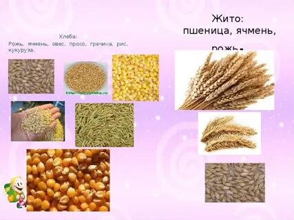 Распределите зерновые культуры