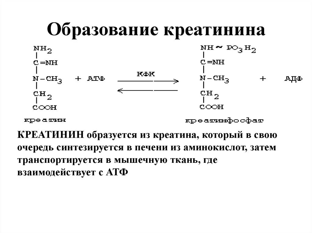 Реакция образования креатинина из креатинфосфата. Синтез креатина, образование креатинфосфата и креатинина. Реакция образования креатина и креатинфосфата. Синтез креатина и креатинфосфата биохимия. Креатинин действие