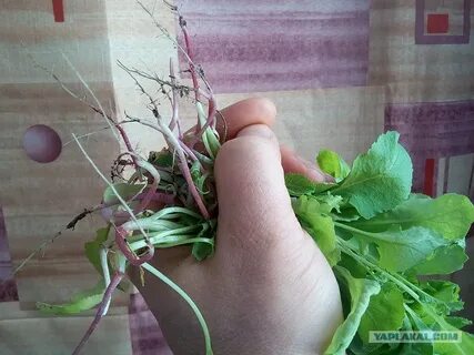 Редиска не завязывается