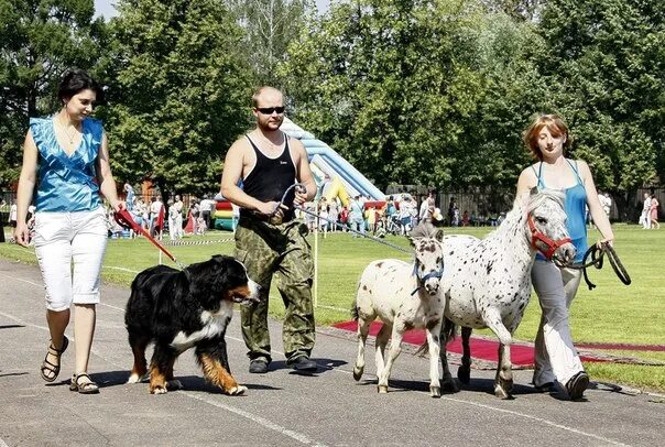 Собачий клуб. Объединение клуб собак. Собачий клуб в Москве. Собачий клуб в Серпухове.