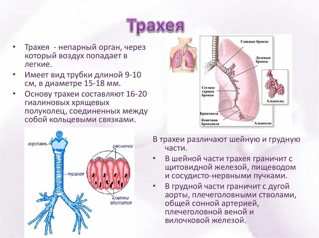 Характеристика трахеи. Строение трахеи кратко. Трахея и бронхи строение и функции. Дыхательная система трахея анатомия человека. Легкие значение кратко