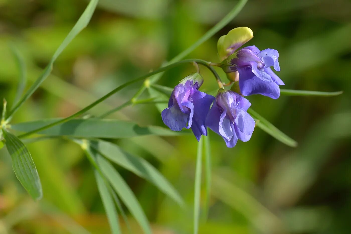 Чина Болотная Lathyrus palustris. Чина Болотная Плантариум. Чина посевная. Чина посевная красная.