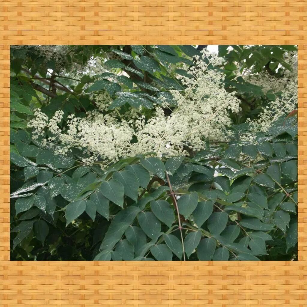 Калина гордовина куст. Калина бульденеж roseum. Самшит — buxus colchica. Самшит колхидский куст. Можжевельник скальный 3д модель.