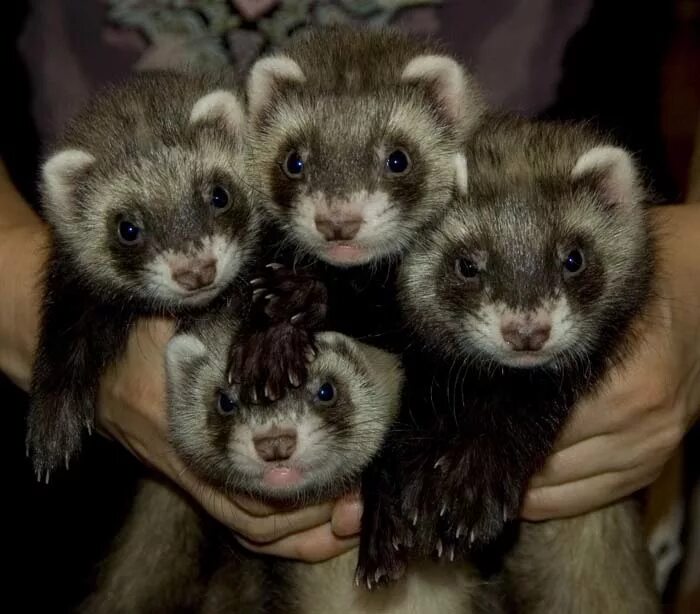 чёрная кофта для хорька. хорёк в беизболке. хорек шервуд. ручной хорек. взять хорька в добрые руки.