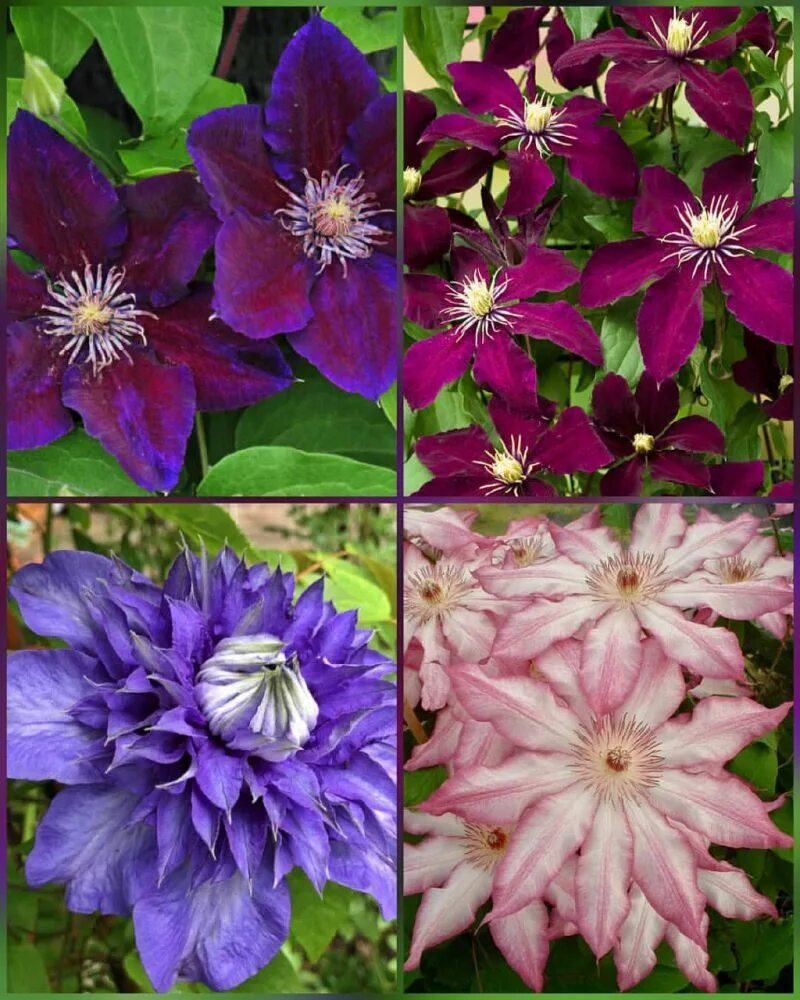 Морозостойкость клематиса