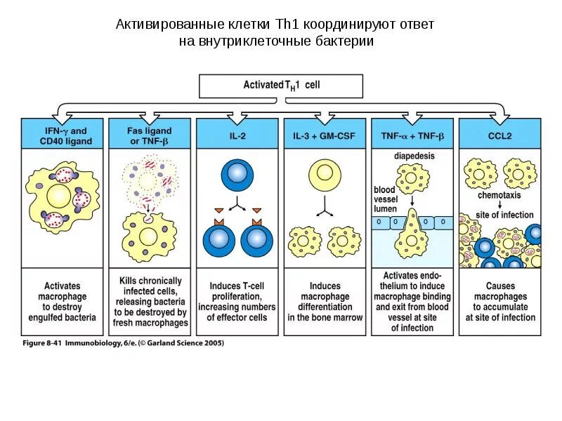 Сд лимфоциты. Cd4 лимфоциты это. Cd8+ т-клетки. Cd8 т лимфоциты. Cd8 t клетки иммунология.