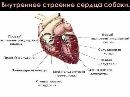 Внутреннее сердце