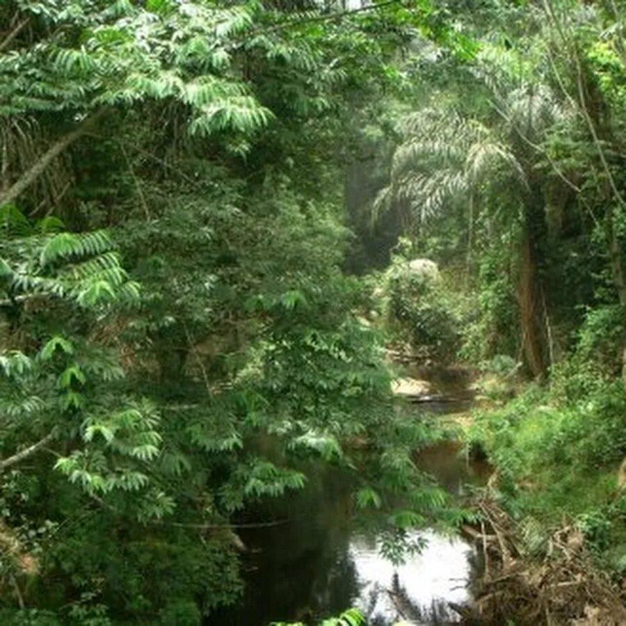 Переменно влажные леса температура. Экваториальный лес Южной Америки. Гилея в Африке. Тропики субтропики Южная Америка. Зона гилеи Африка.