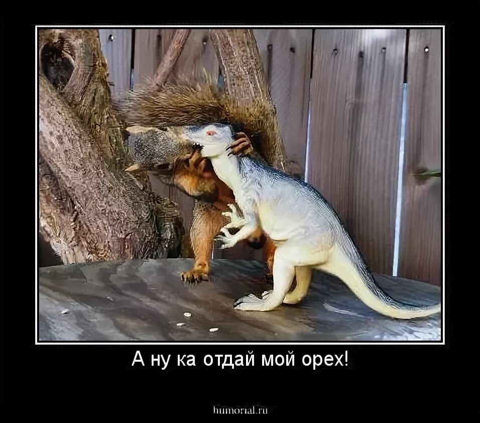 Открытки дай денежку. Белка ест голубя. Ну ка отдай. Ну ка отдай. Немецкая овчарка в боу.