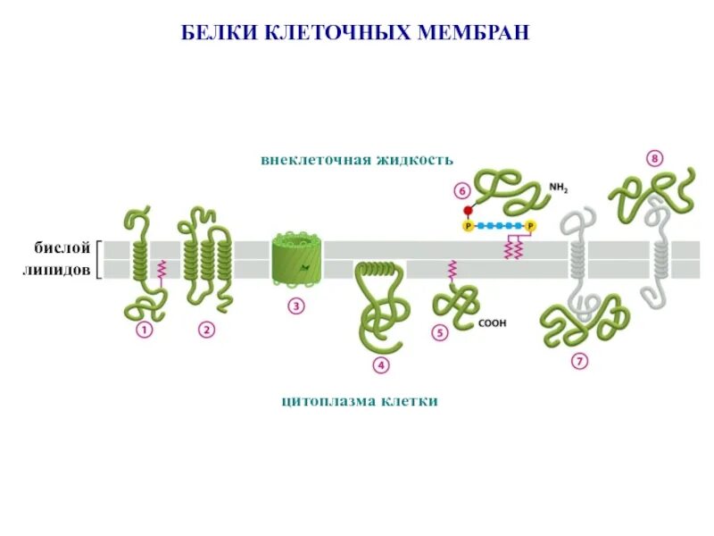 Какие функции выполняют белки мембран. Мембранные липиды мембранные белки. Белки клеточной мембраны. Белки мембраны клетки. Белки в мембранной клетке.
