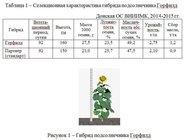 подсолнух гибрид. характеристики сортов подсолнечника. подсолнечник енисей описание сорта. подсолнечник вниимк 100. подсолнух краткая характеристика.