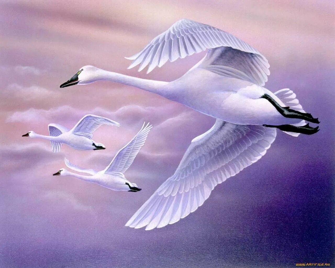 Черношейный лебедь. Стая лебедей. Лебеди улетают. Куда улетают лебеди. Куда улетают лебеди.