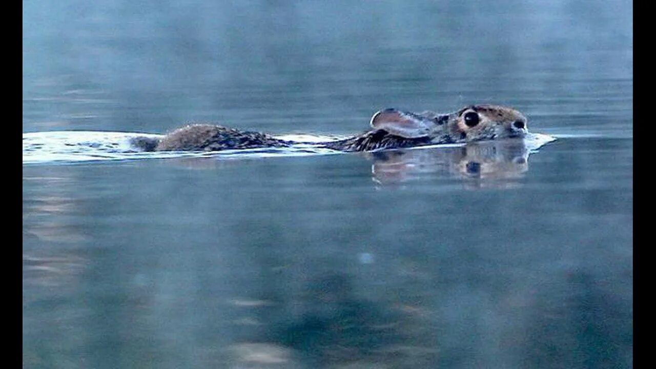 Зайца вода