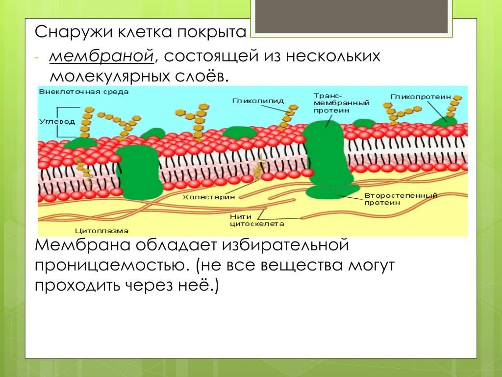 Клеточная мембрана это молекулярная структура впр физика. Что такое избирательная проницаемость мембраны клетки?. Строение мембранной оболочки клетки. Проницаемость клеточных мембран. Снаружи клетка покрыта.