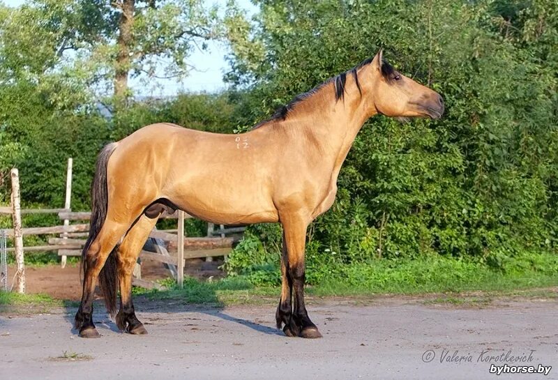 белорусский тяжеловоз лошадь. породы белорусской. белорусская упряжная лошадь. породы белорусской. белорусская упряжная порода.
