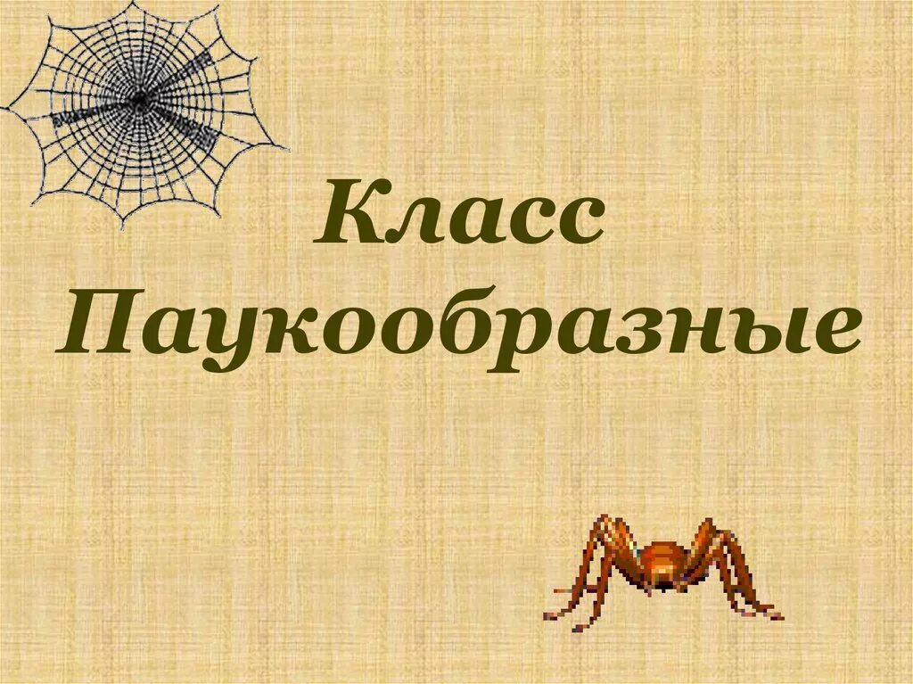 Класс паукообразные общая характеристика таблица Фотографии СОСТАВИТЬ ХАРАКТЕРИСТИКУ КЛАССА ПАУКООБРАЗНЫЕ