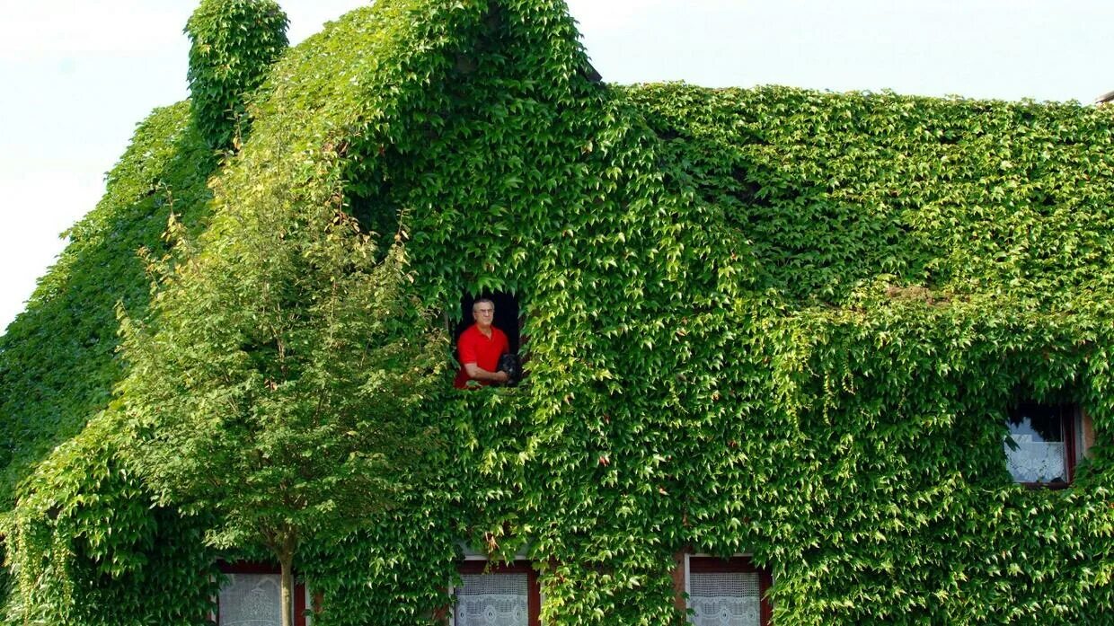 Плющ в англии. Плющ на руинах. Какую роль играют в главе пейзажные зарисовки?. Обвешанные зеленым плющом и увенчанные. Обвешанные зеленым плющом и увенчанные.