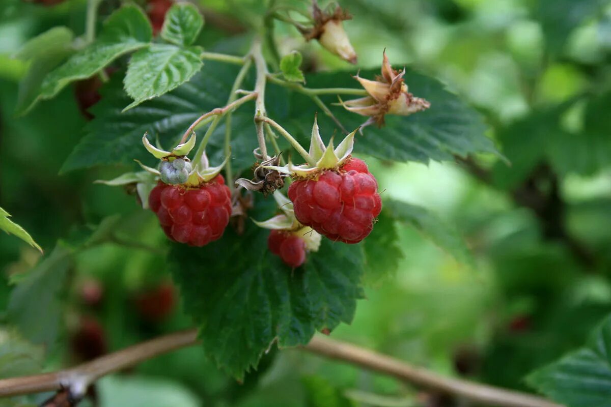 Малина обыкновенная кустарники. Малина обыкновенная (Rubus idaeus). Малина обыкновенная Rúbus idáeus. Малина обыкновенная (Rubus idaeus l.). Европейская красная (обыкновенная) малина.