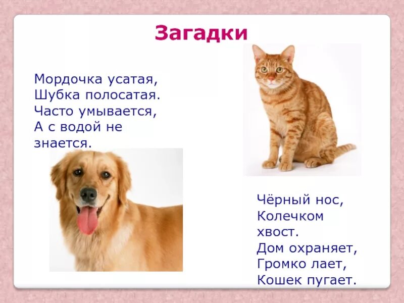 Часто умывается а с водой не знается. Загадки про кошек и собак. Загадки о кошке и собаке для детей. Загадка про собаку. Стихи про кошек и собак.