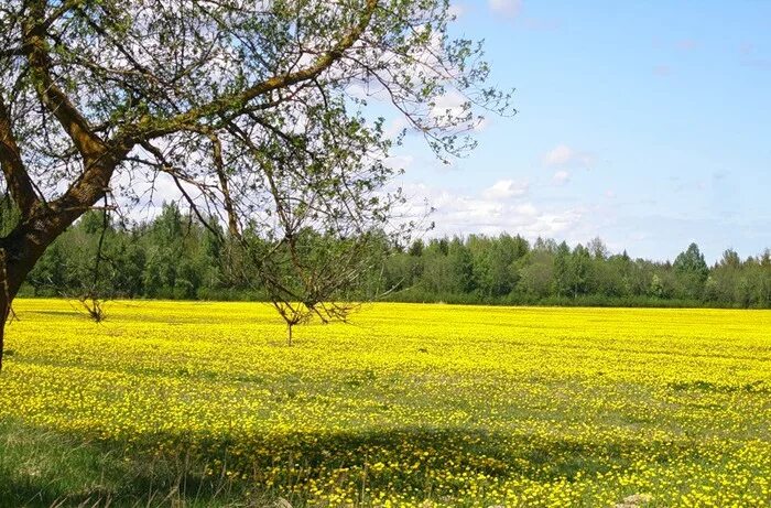 Золотой луг мы жили в деревне. Пришвин золотой луг. Золотой луг Пришвина. Золотой луг иллюстрация.