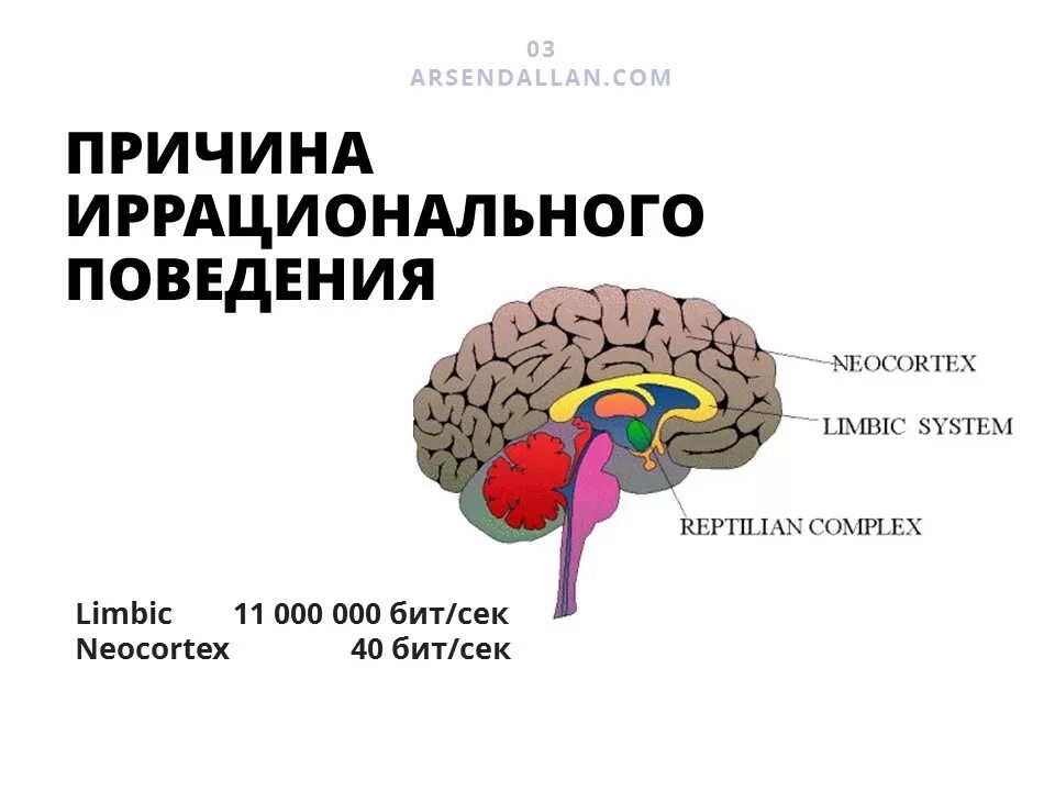 Отделы головного мозга неокортекс. Строение мозга рептильный. Строение мозга неокортекс. Три мозга человека. Неокортекс это простыми словами