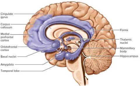 limbic system 